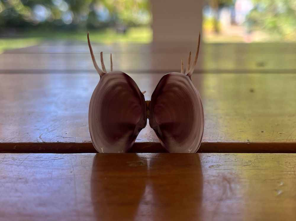 A look inside of the Venus clam Hysteroconcha lupanaria. The smooth insides of the shell are purple where each half meets, allowing fading to an ombré white. The unique, spicy protrusions of the the shell are clearly visible; there are three spines in decreasing size on each side 