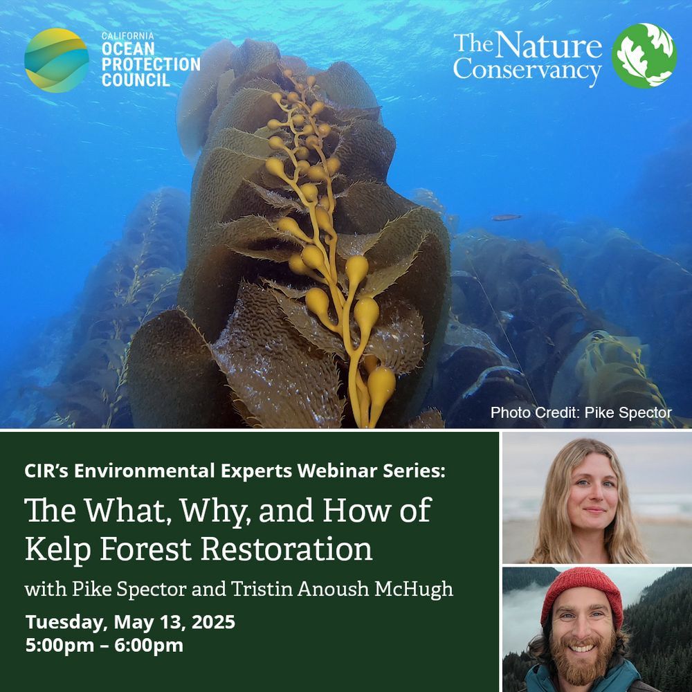 A virtual flyer for an online event titled, “The What, Why, and How of Kelp Forest Restoration” with Pike Spector and Tristin Anoush McHugh. The top image is of intertwined golden brown blades of giant kelp rising towards the sun lit ocean surface. The water is blue and clear. Below is the title of the talk in white letters on a green background. To the right are stacked headshots of a blonde woman above a bearded man in a red beanie  