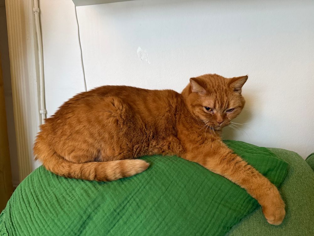 Orange kat liggende på et grønt tæppe ovenpå en grøn pude. Den ene forpoten er strakt ud foran kroppen.