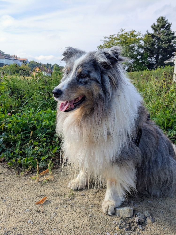 Sheltie sitzt am Rand eines Feldes, Himmel bedeckt