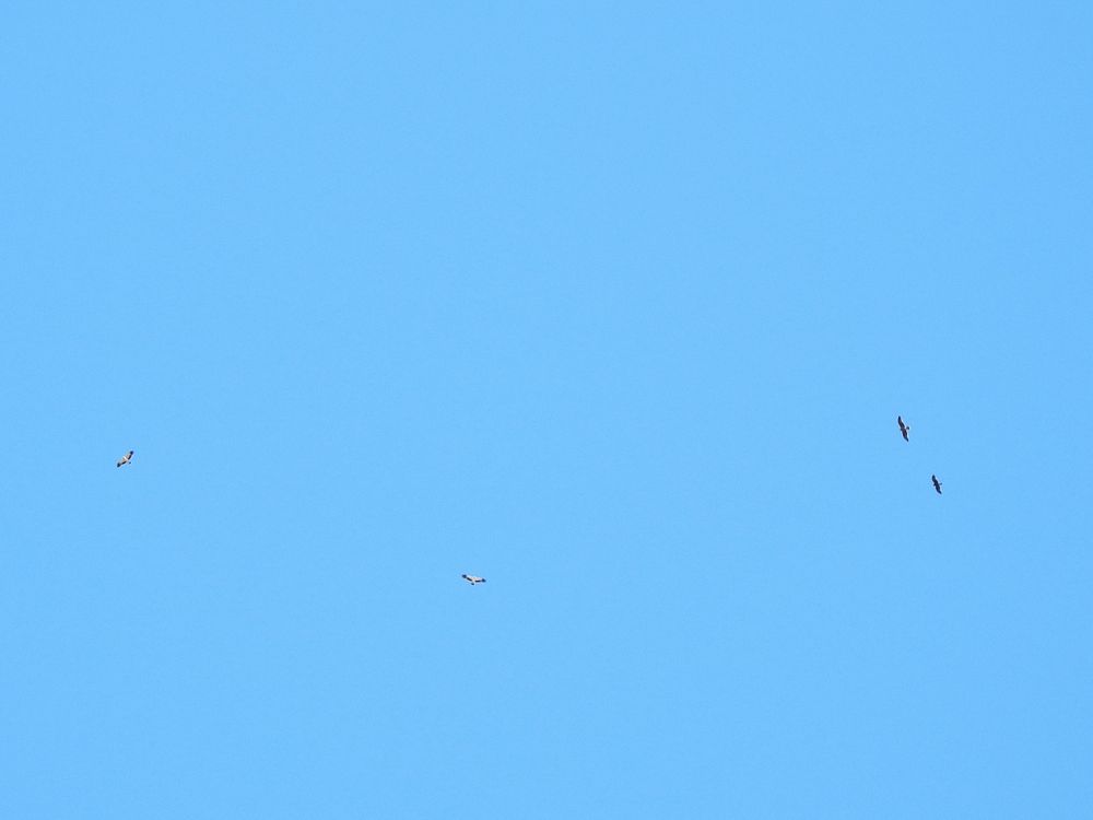 4 Booted eagles together, the two pales (adult and juv), the dark morph juvenile and the adult intermediate (ginger). Photo : Loick Larvol