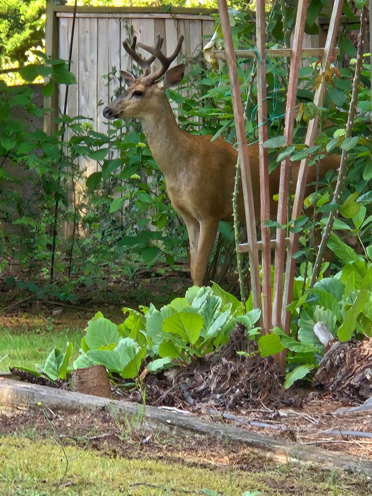 Digital photo of a young buck between a trellis in the foreground and fence in the background.