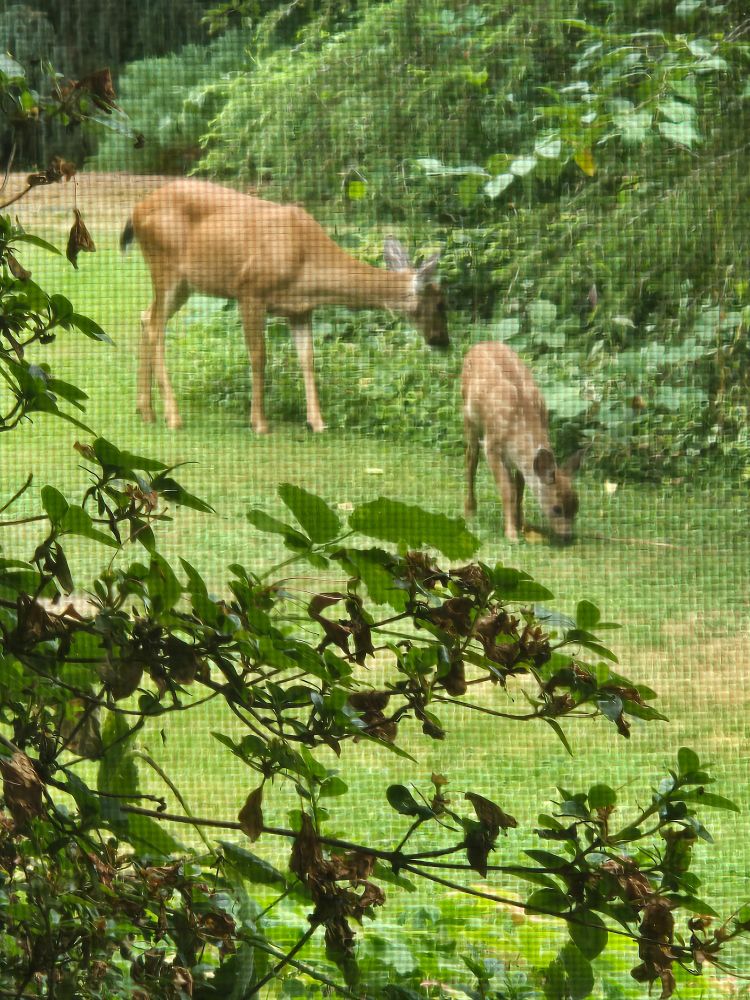Digital photo of a doe and fawn in a green yard between bushes.