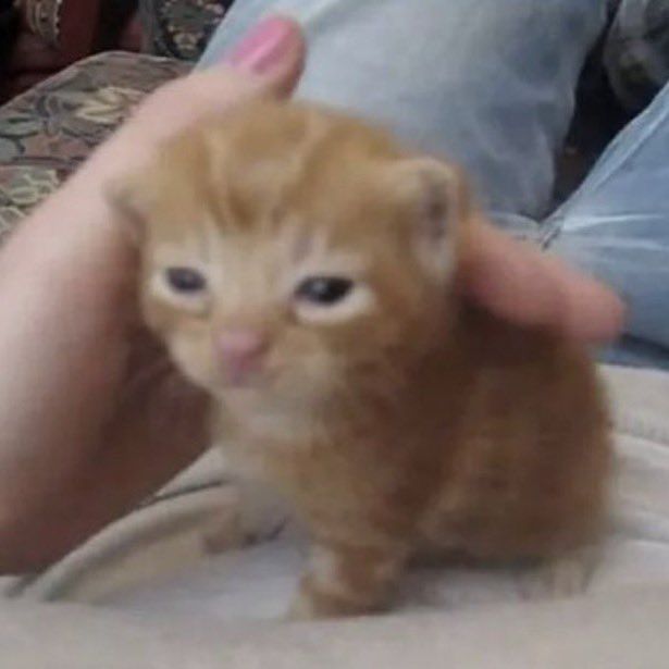 The most pathetic looking orange kitten you could ever imagine.