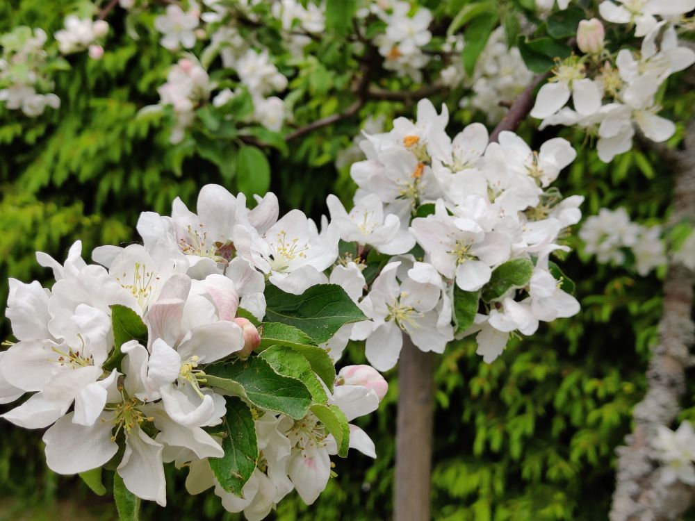 Omenapuu Sandran runsas kukinta.