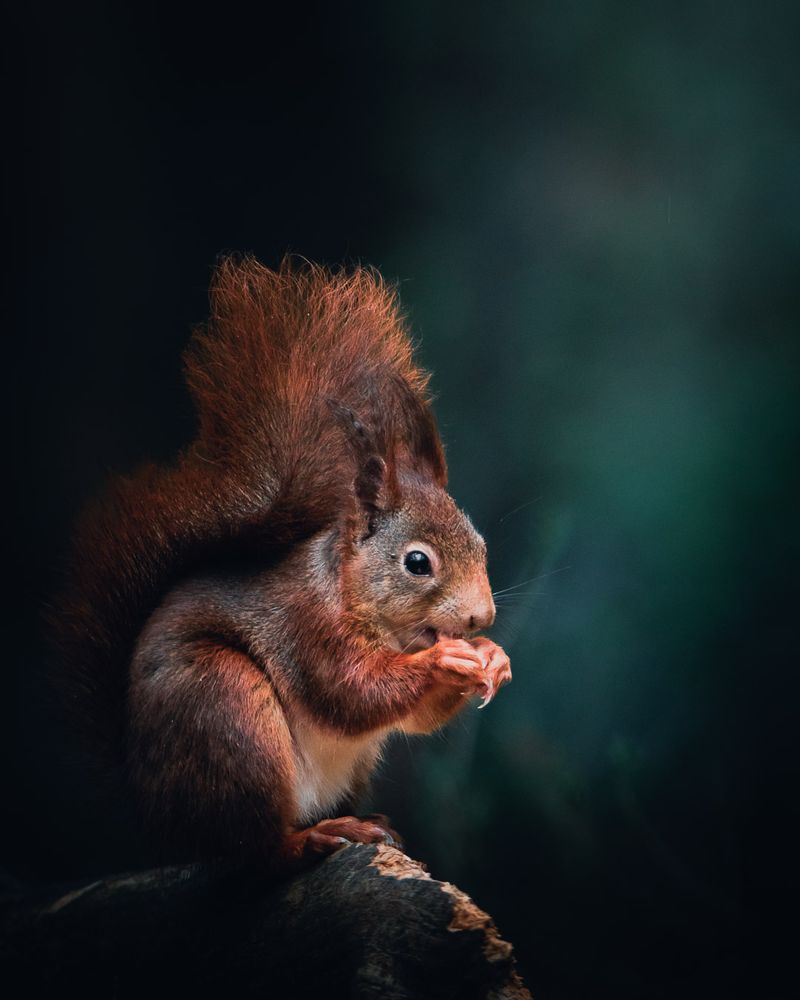 Eekhoorn vanuit de Vogelhut , groene achtergrond 