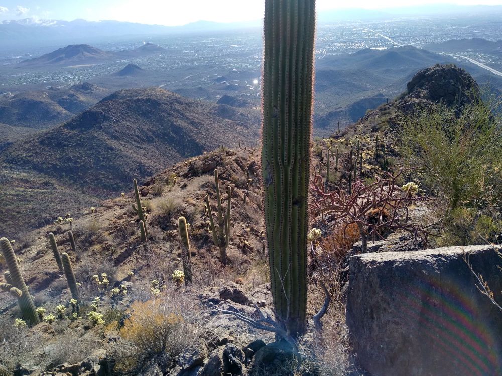 View down from a steep mountain with a saguaro cactus in the foreground and others further away. Also the city of Tucson in the far background.