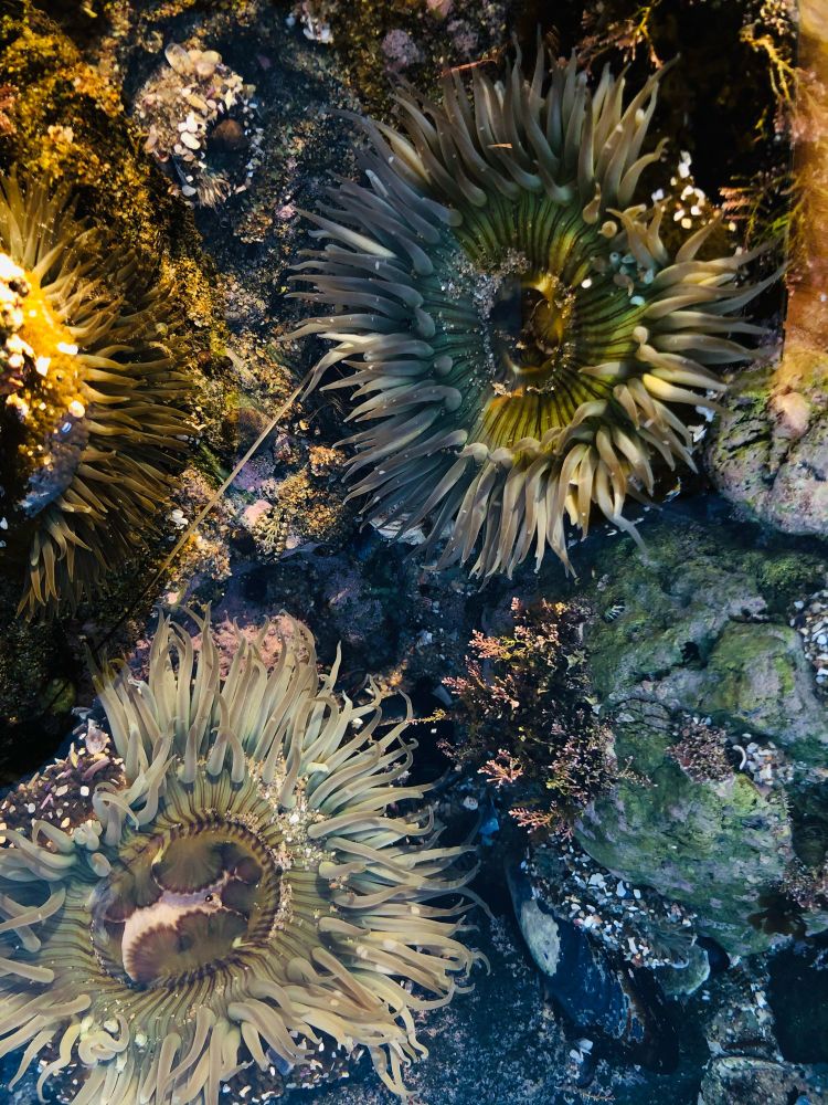 three flower-like sea anemones in a tide pool