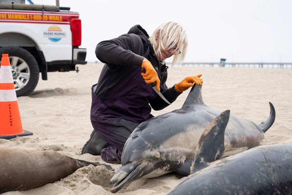 A day in the life of a scientist studying the aftermath of the city’s deadly algal blooms.