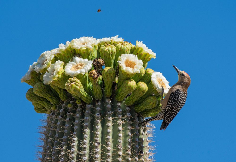 Saguaros are struggling to cope with extreme weather, monitoring studies reveal.