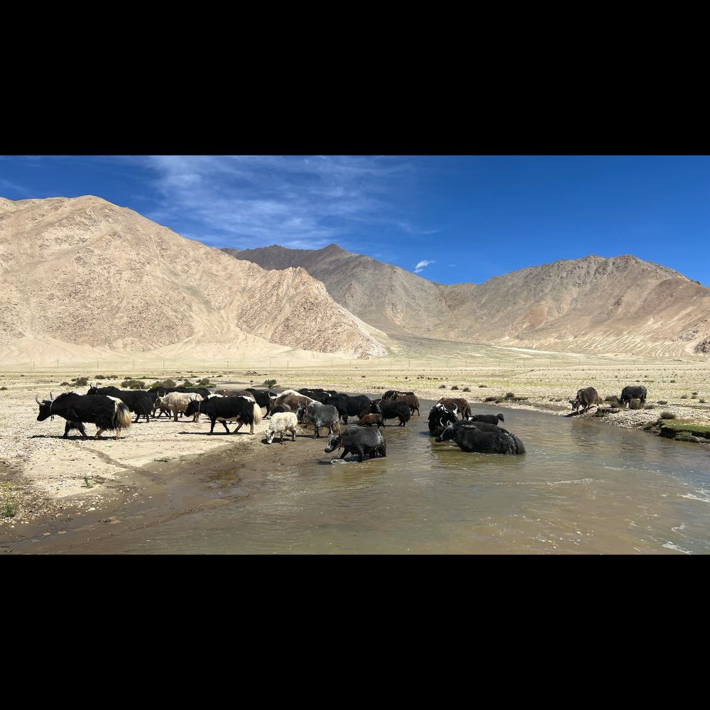 Earliest evidence for domestic yak found using both archaeology, ancient DNA - The Source - Washingt...