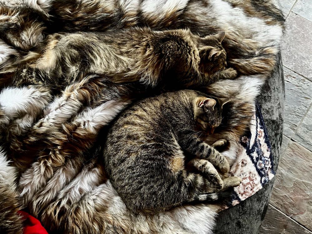 Two cats stretched out on a fake fur blanket. The blanket is striped in browns and whites with a bit of black. The cats are brown and grey tabbies, one shorthair and one longhair. The longhair cat’s head shows up but the rest of his body blends in to the blanket. The blanket is on top of a cushion and some stone tiles of the floor are visible at the edge of the right side of the picture. 