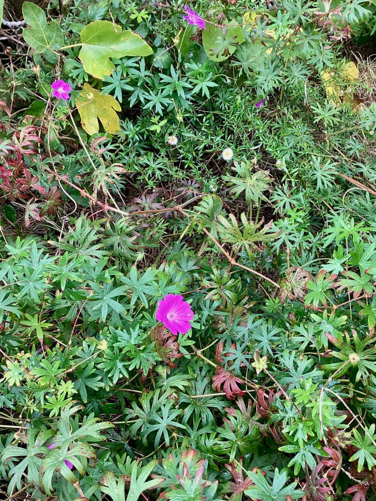 Magenta flowers of Bloody Cranesbill in a magic carpet of starry green foliage. Some leaves are autumnal crimson