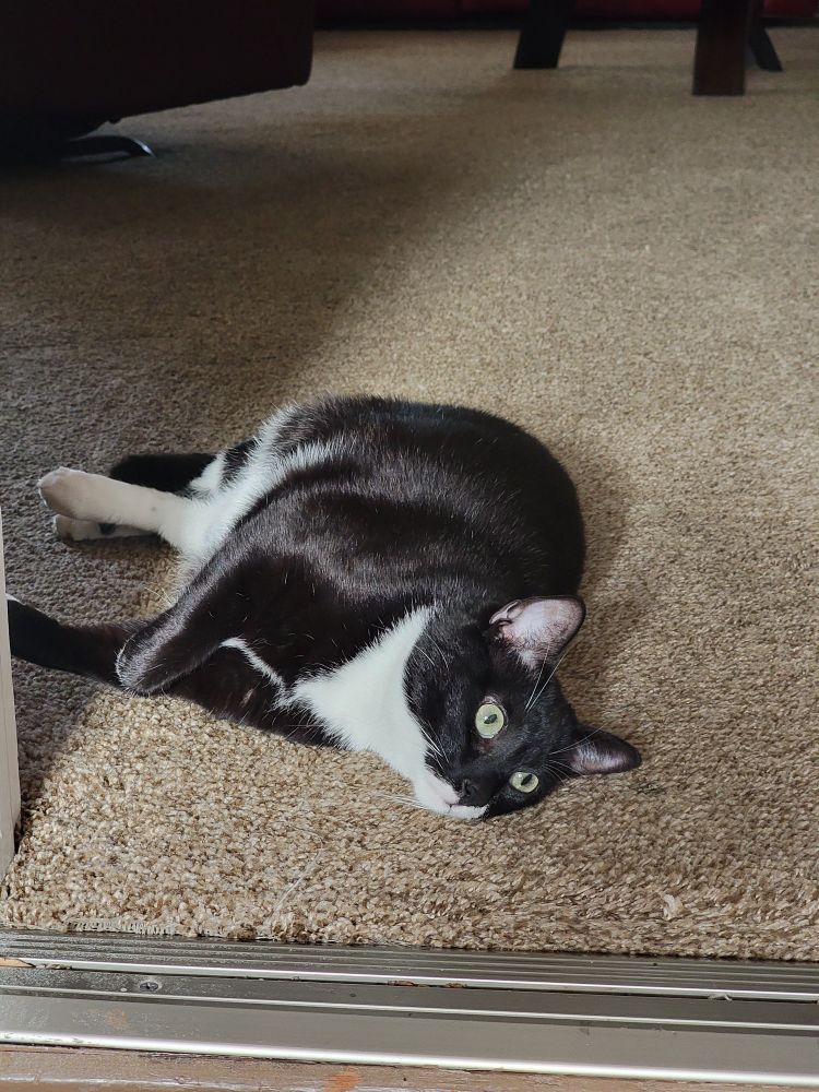 Tuxedo cat laying on the floor, looking lovingly at his new roommate!