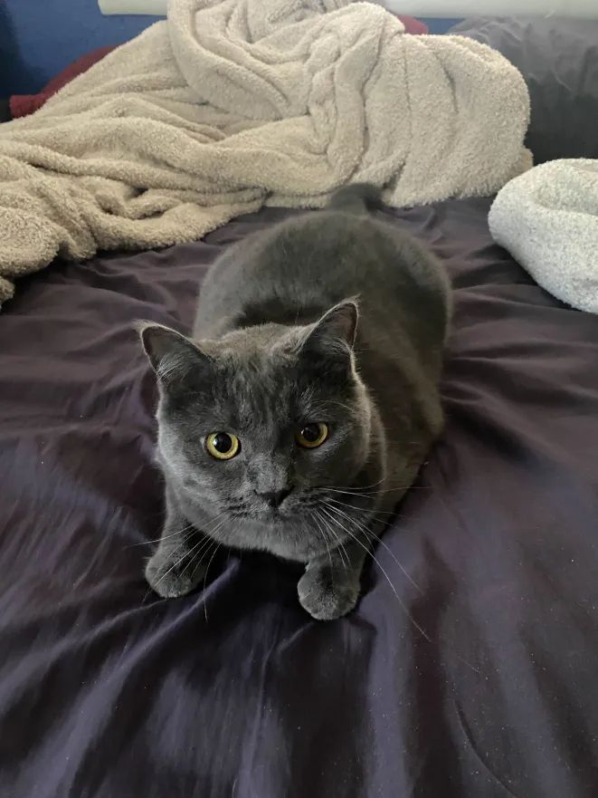 Ciabatta, my gray half-Persian cat, looking at the camera as she sits on purple sheets