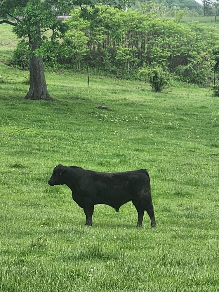 A black Angus bull standing in a luscious field of grass