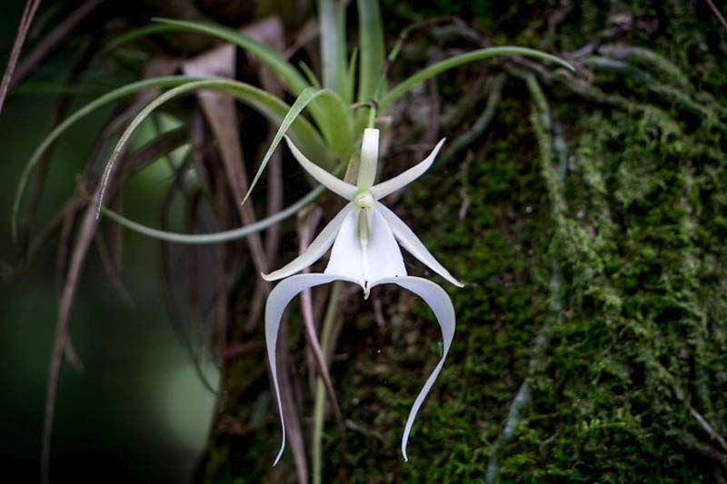 https://www.gardenia.net/plant/ghost-orchid-dendrophylax-lindenii