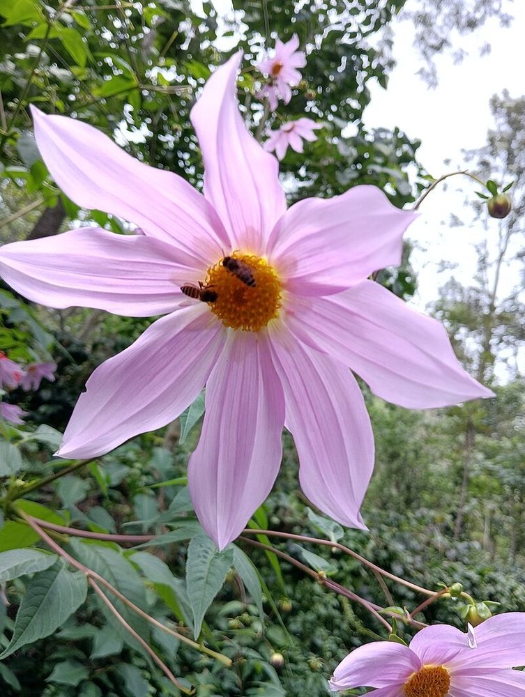 Dahlia imperialis

Credit: Rathipriya Mohankumar, 11.01.2023
Source: https://en.wikipedia.org/wiki/Dahlia_imperialis#/media/File:Dahlia_imperialis27.jpg