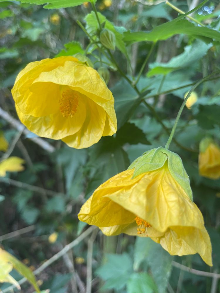Two yellow flowers 