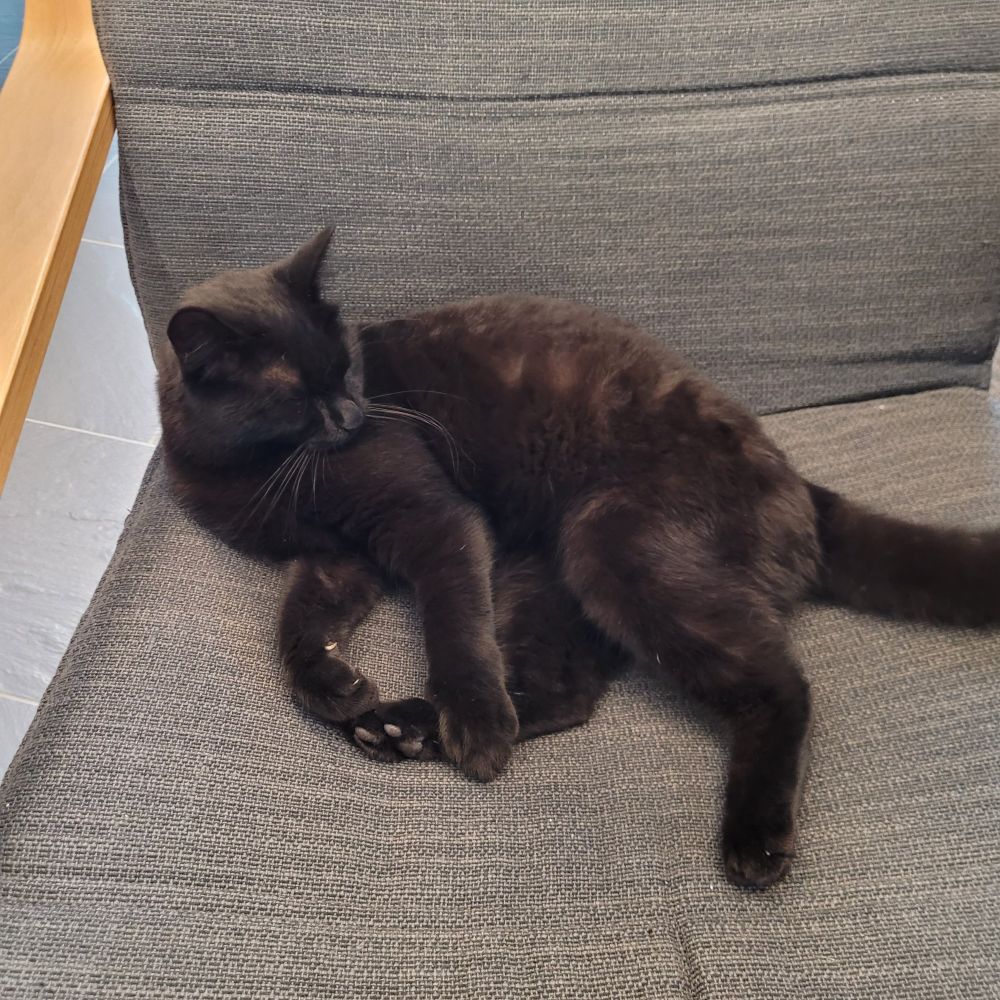 A young black cat in a grey IKEA chair.