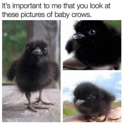 It's important to me that you look at these pictures of baby crows.