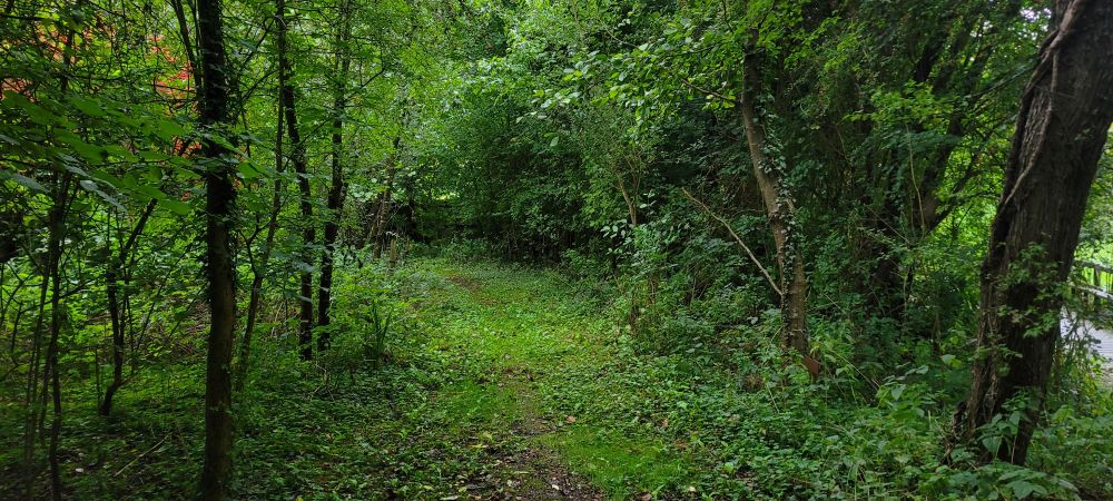 A woodland path