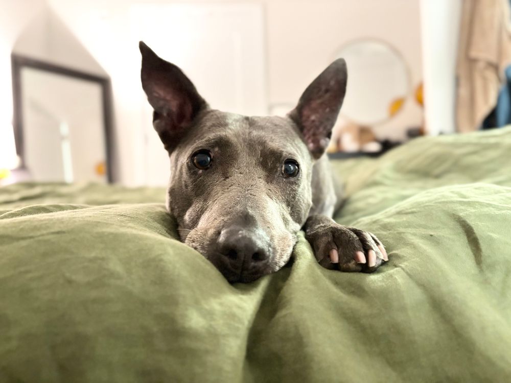 A little gray dog with pointy ears laying on a green bedspread. Her eyes hold a profound wisdom.