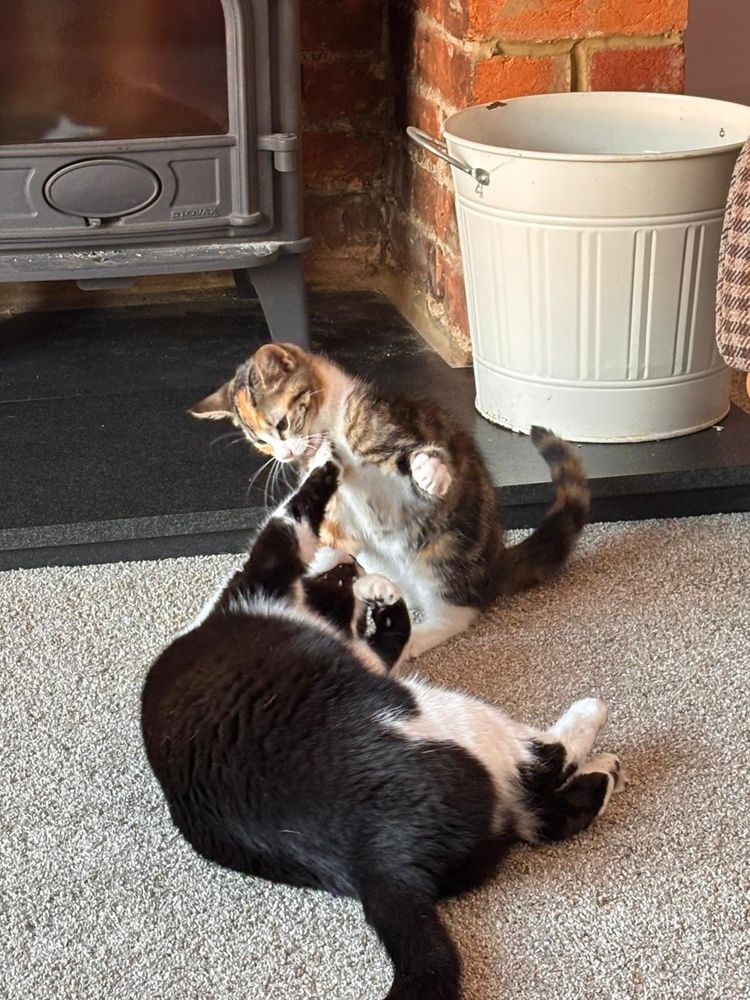 Fight the baby