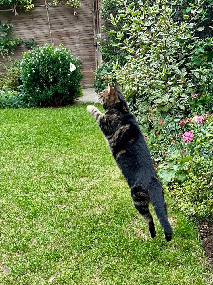 The Baby mid-vertical leap at a cabbage white butterfly. She is built like a fat little torpedo