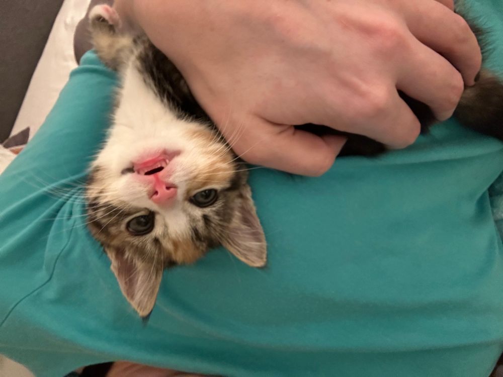 Margo Leadbetter is making bitey-face because she cannot bite my hand at this angle but she really really wants to 