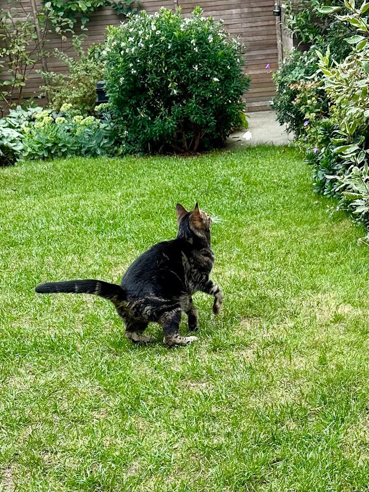 The Baby eyeing up said butterfly in anticipation of another pounce. She looks like a little racehorse