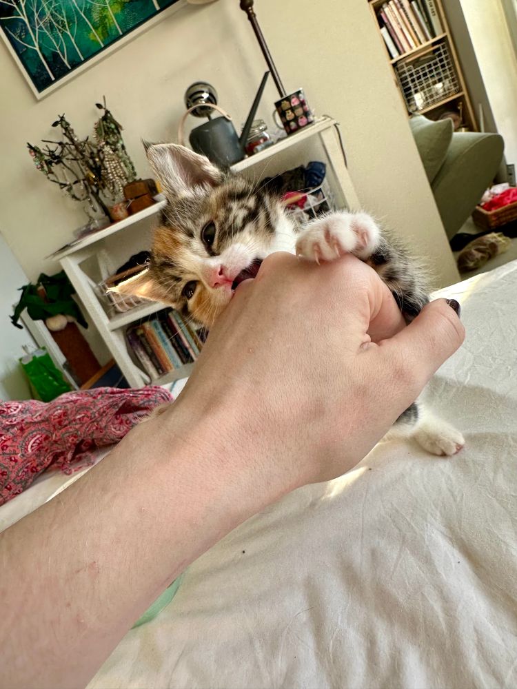 Margo Leadbetter is biting my hand