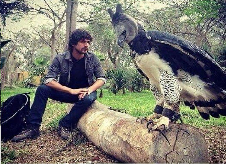 A so-called “harpy eagle” which is clearly just a short person in a fursuit. They have some sort of ankle manacles on, which is presumably a kink thing. They are most likely a software engineer.
