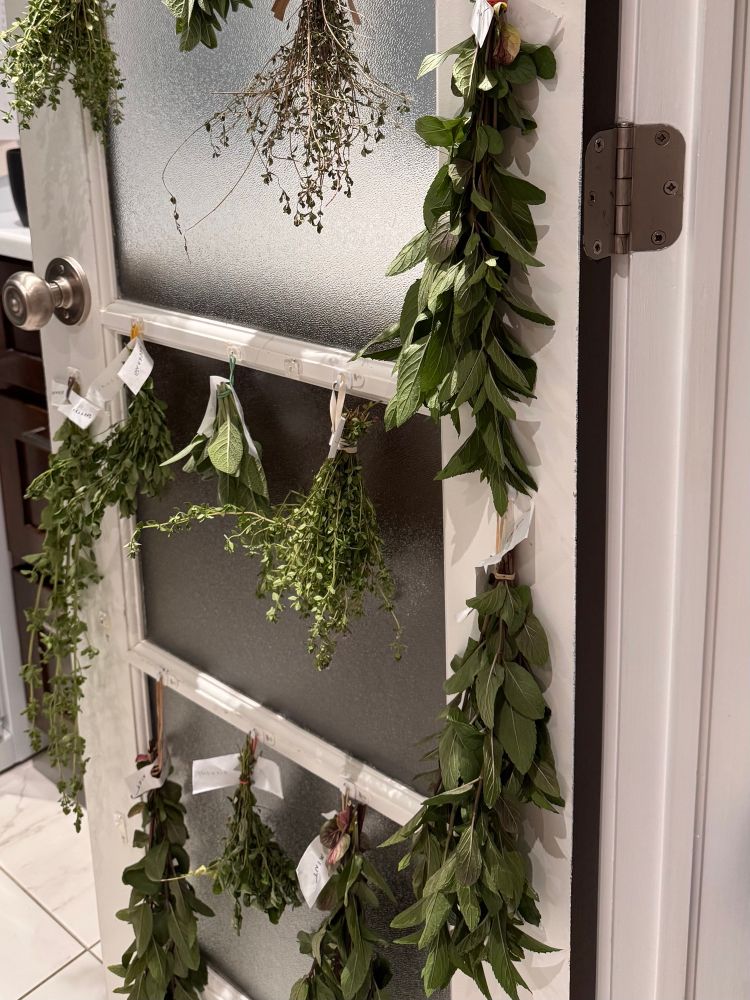 An inside white door with glass panels. Bunches of green herbs are tied up and hanging down on little hooks. Mint, oregano, thyme and sage. 