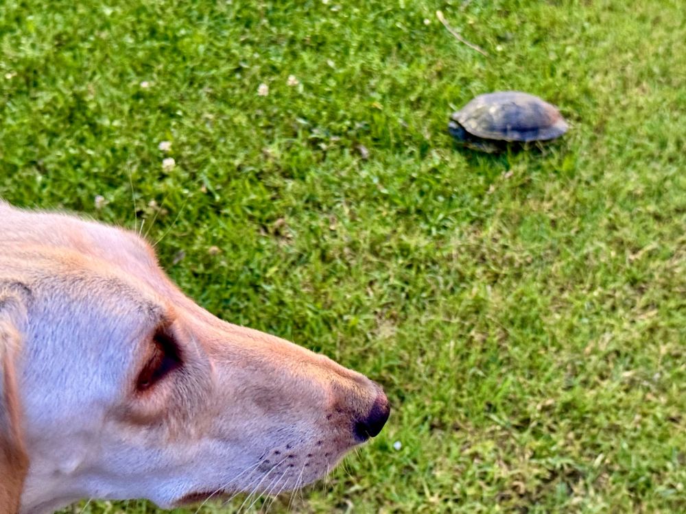 Saluki head looking past a crawling turtle -