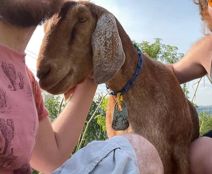 peanut, the goat who stepped on my foot