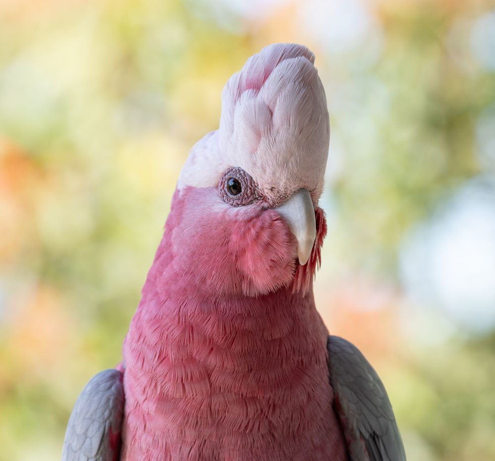 A large parrot with a rose-pink head, neck, and underparts and a paler pink crown, raised in this photograph.