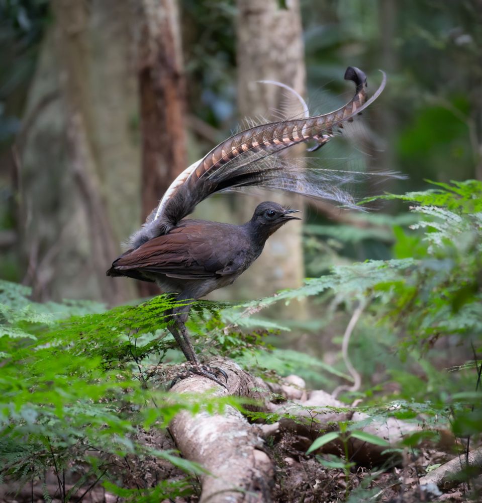 The superb lyrebird is a large, pheasant-sized bird about 1 metre (39 inches) in length. The plumage colour is mainly dark brown on the upper body, with greyish-brown underparts and red-tinged flight feathers. In this photo he is fanning out his tail horizontally to cover his body and head, and calling out.