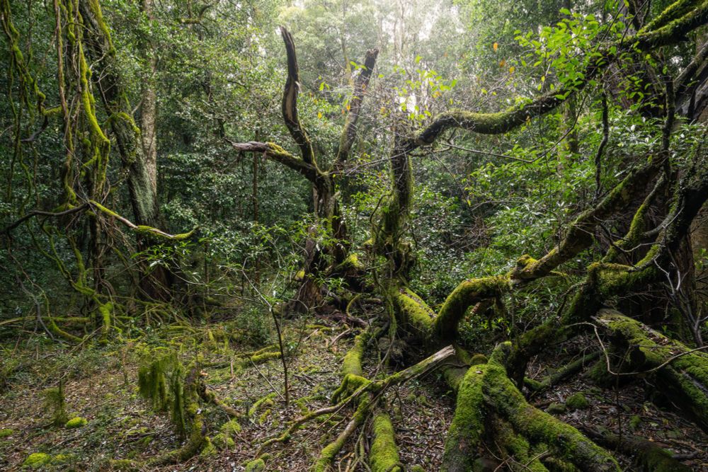 The branches have fallen toward the viewer, from the centre to the right. The trunk is still intact behind, with broken branches reaching towards the sky. There are vines on the left. Almost everything is covered in thick moss.