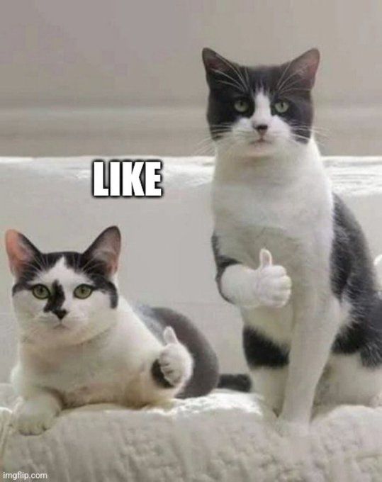 Two black and white cats showing thumbs up.