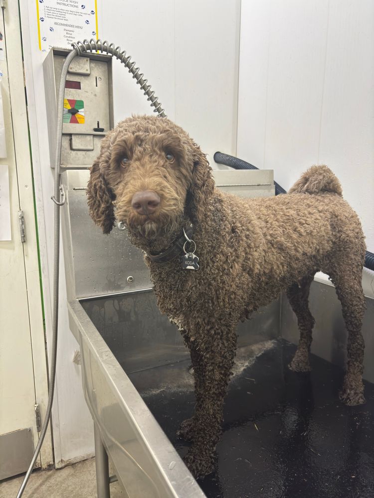 Soggy doggy