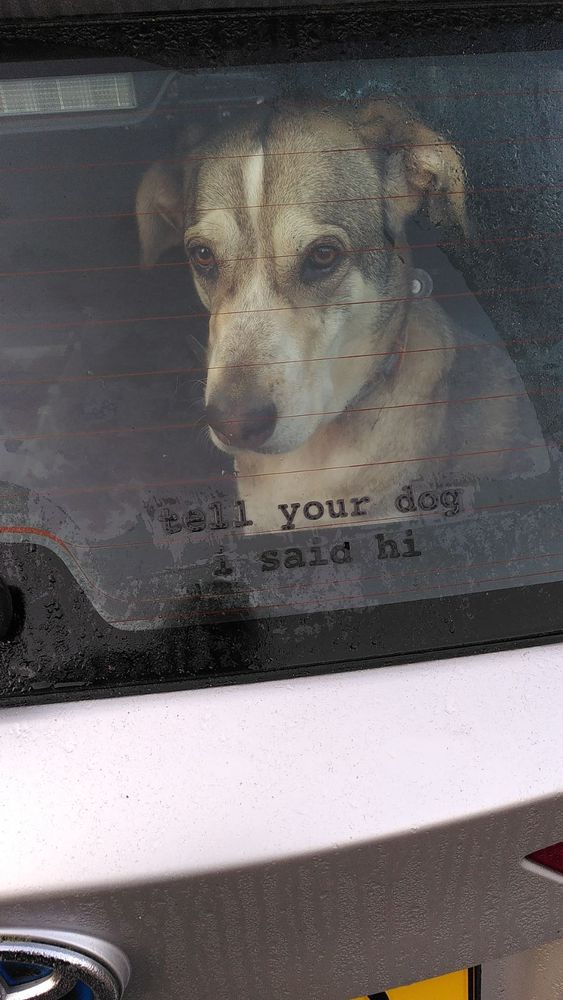We see a dog looking through the back window of a car, underneath her we see the sticker 'Tell your dog i said hi', of WeRateDogs