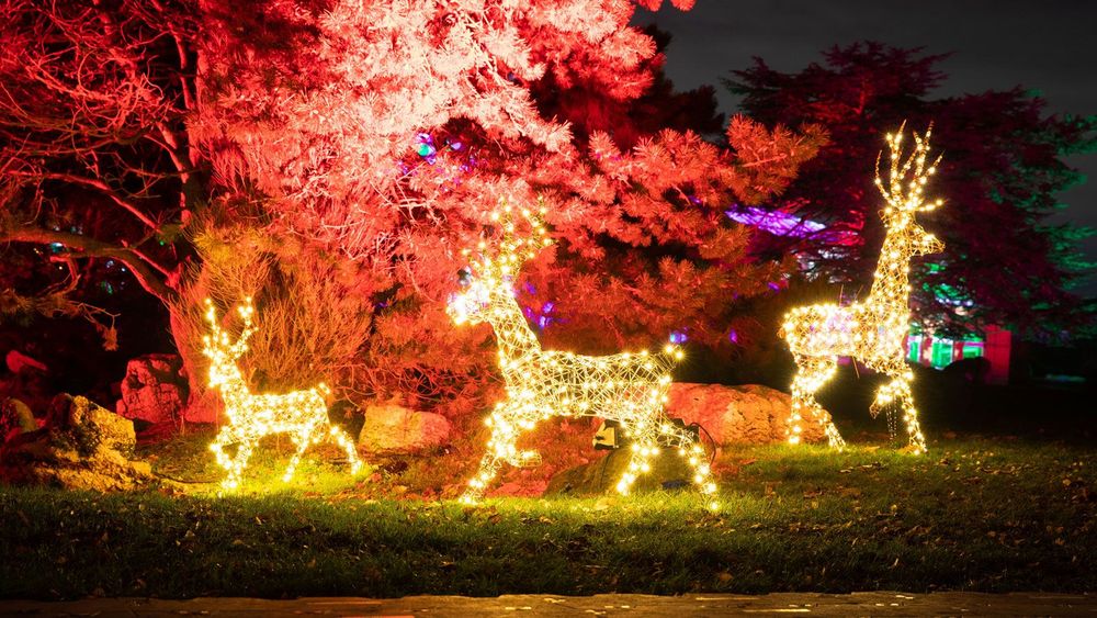 Winter lights to come to Charlton as Sparkle in the Park returns - The Greenwich Wire