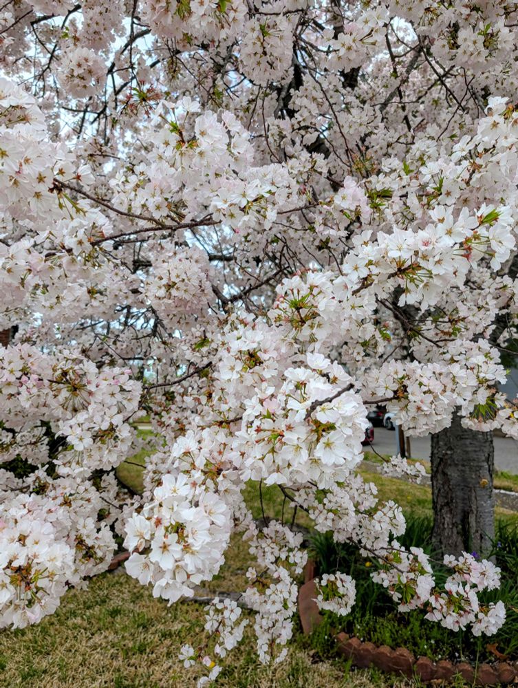 Pear tree with voluminous blooms.