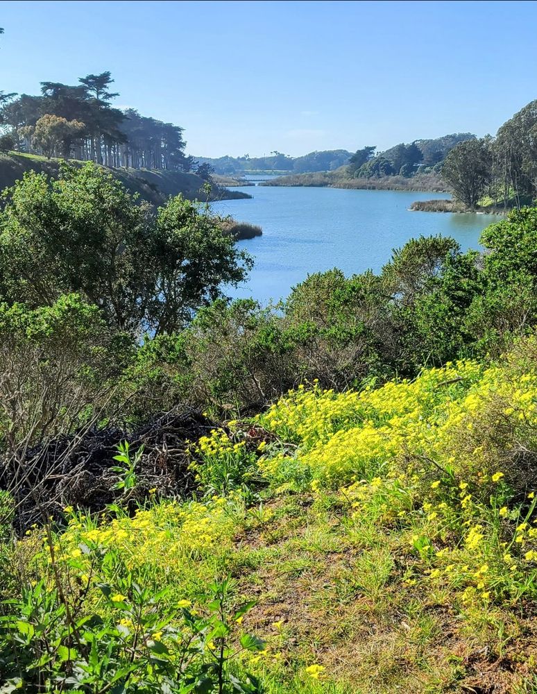 Atop a hill surrounded by yellow wildflowers looking over bushes to a lake with cypress trees in the background.