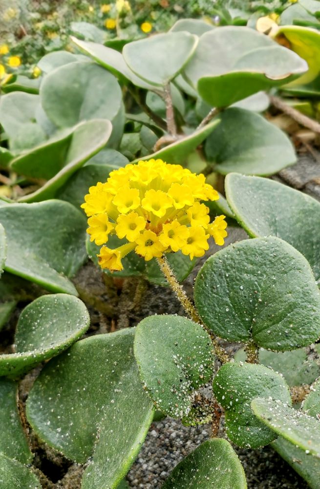 Bright yellow flower surrounded by fuzzy green leaves
