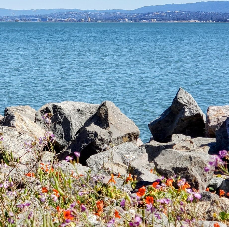 Native wildflowers in the foreground with jagged rocks in the middle with San Francisco Bay behind and the Eastbay Hills in the background.