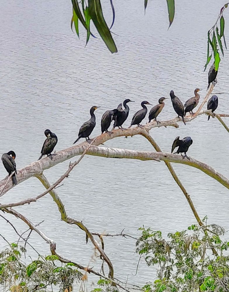 Little black Cormorants lined up on a large dead branch over hanging Lake Merced in San Francisco, CA.