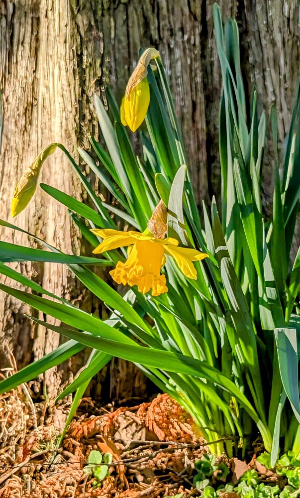Daffodils nodding in the sunlight against a backdrop of a tree.