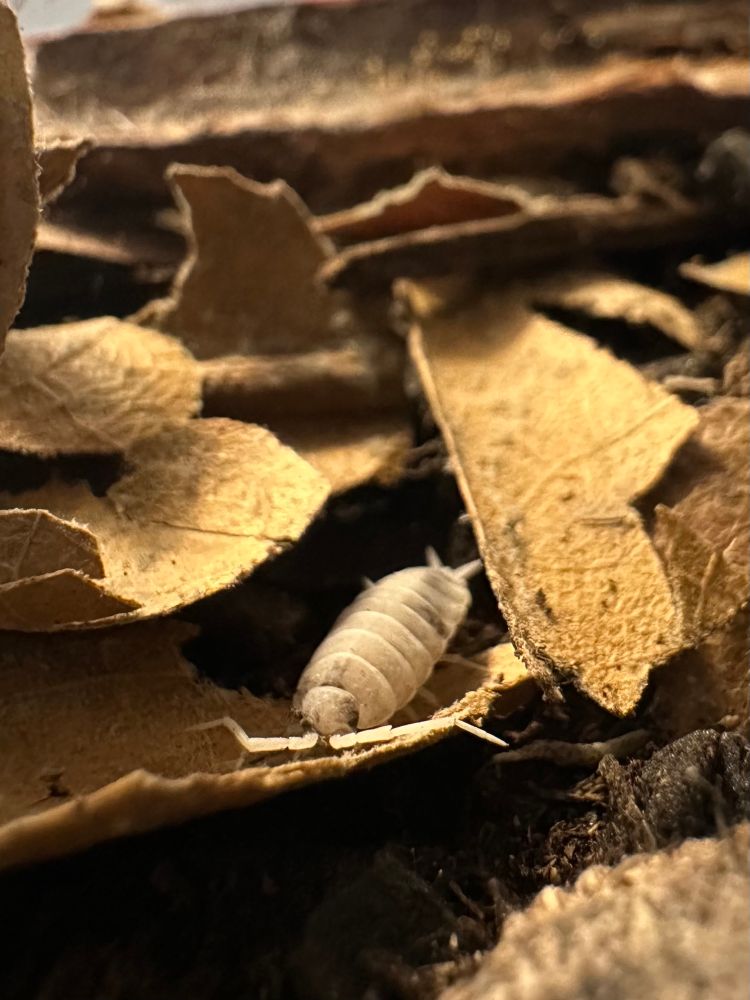 A mostly-white isopod (Porcellionides pruinosus “Oreo crumble”) with some black and gray speckles and a powdery quality to its carapace sits alertly on some catappa leaf litter watching a person clean and mist their humid zone. Soon there will be SNACKS. This isopod is often out watching things happen. 